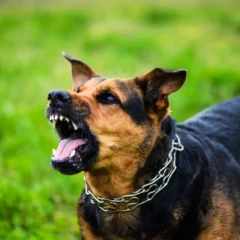 “Εφιάλτης” με τα αδέσποτα σκυλιά – Για ποιο λόγο έχουν αυξηθεί οι επιθέσεις